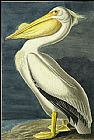 American White Pelican by John James Audubon